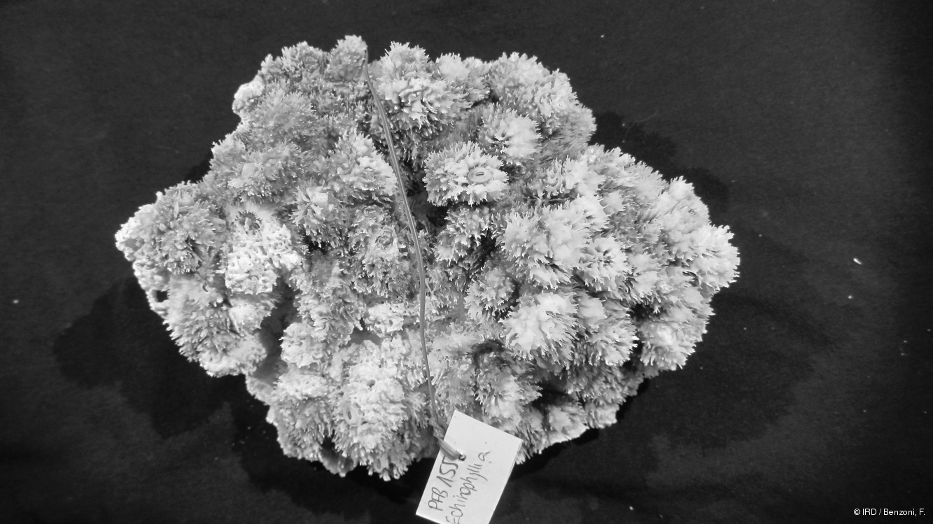 Echinophyllia sp. PFB155