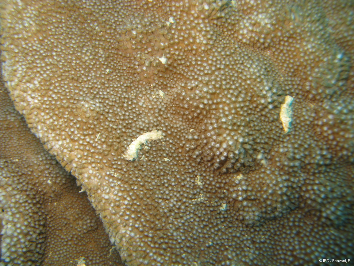 Alveopora spongiosa PFB156