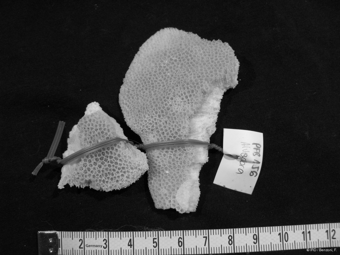 Alveopora spongiosa PFB156