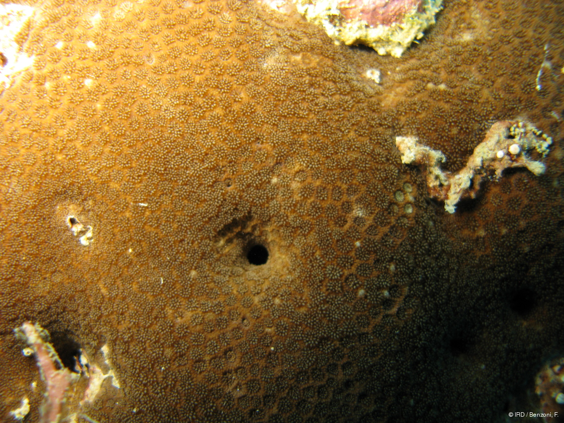 Goniopora sp. PFB159