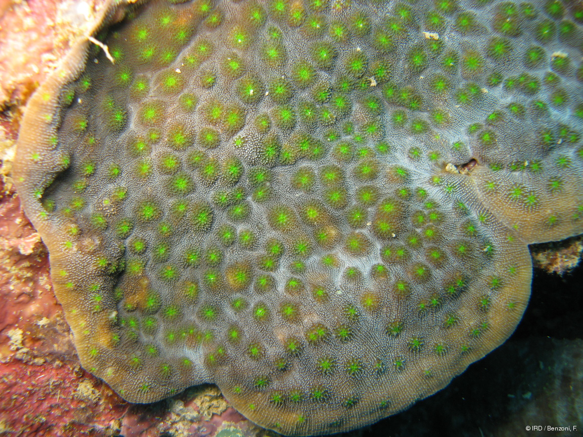Echinopora sp. PFB163