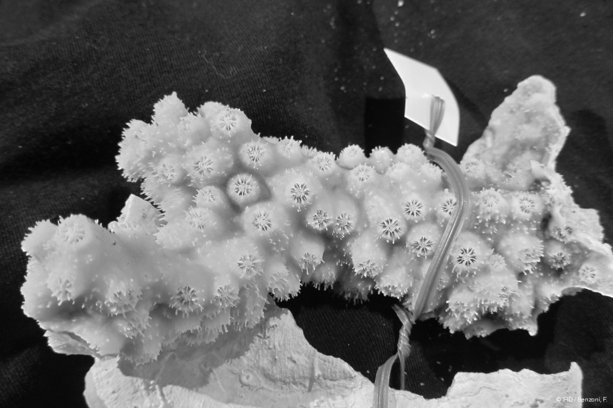 Echinopora sp. PFB164