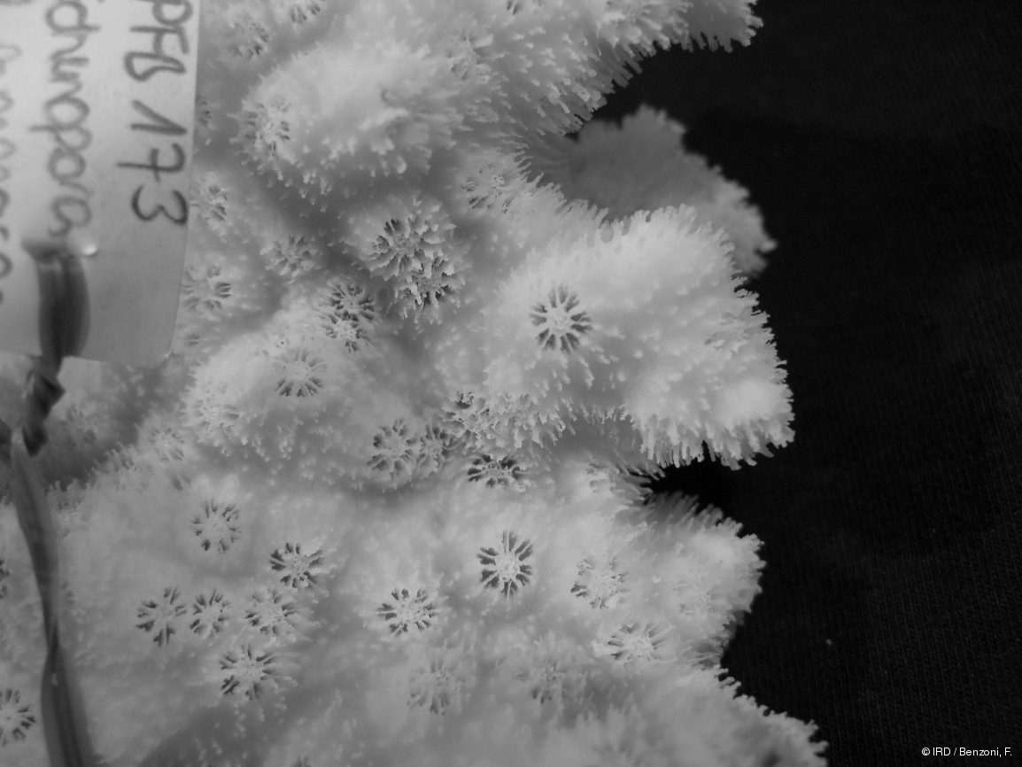 Echinopora gemmacea PFB173