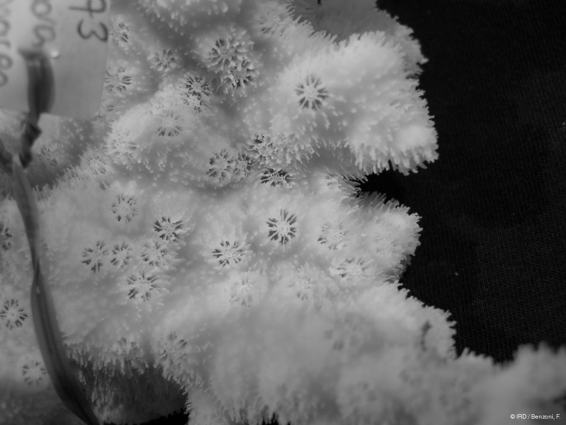 Echinopora gemmacea PFB173