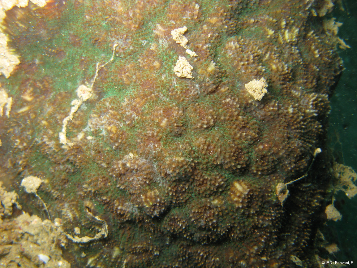 Acanthastrea rotundoflora PFB182