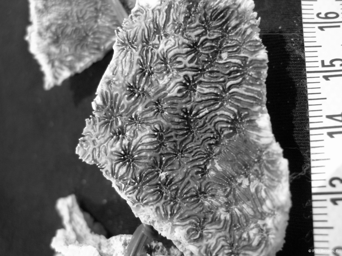 Echinophyllia echinoporoides PFB189