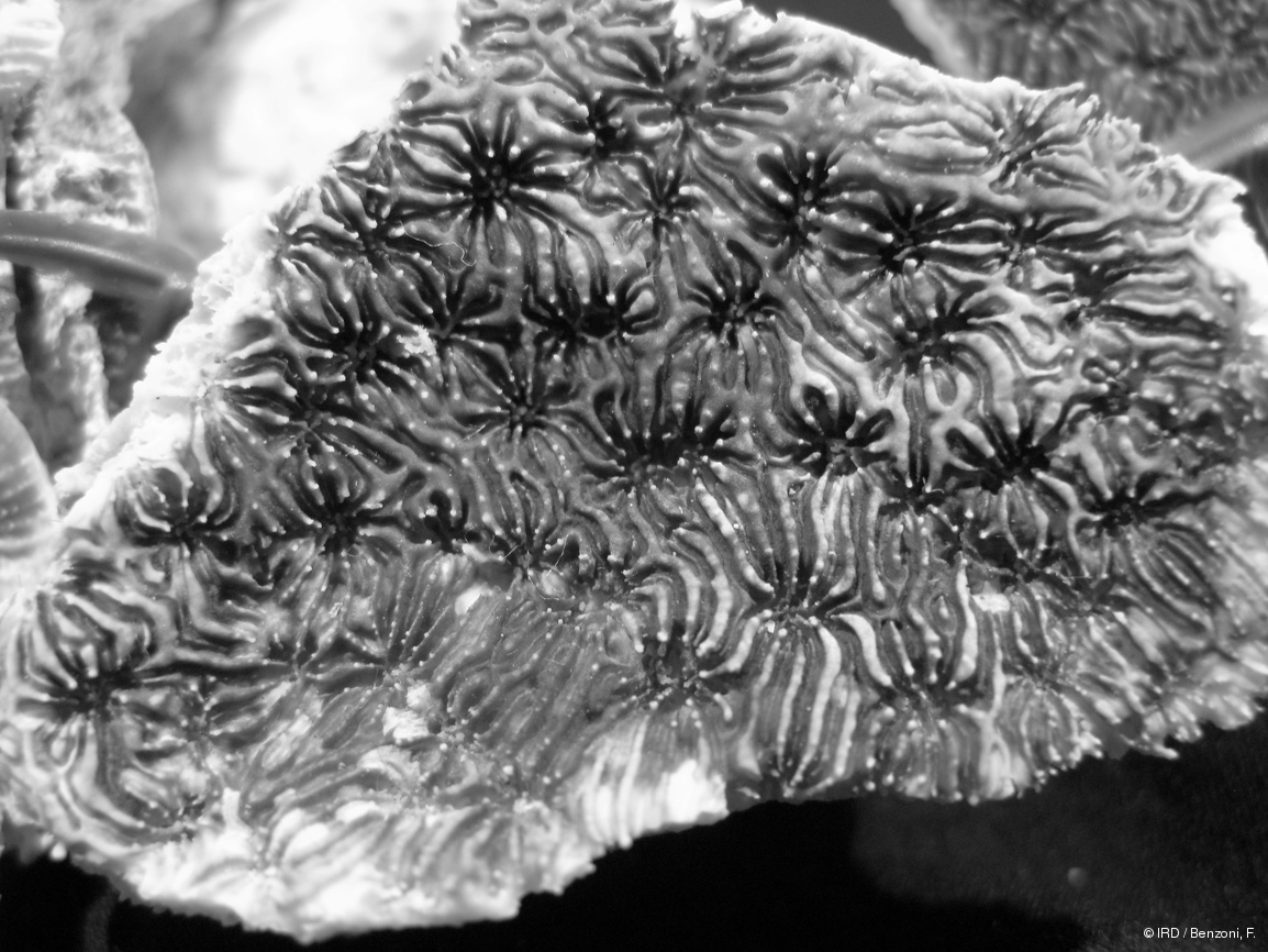 Echinophyllia echinoporoides PFB189