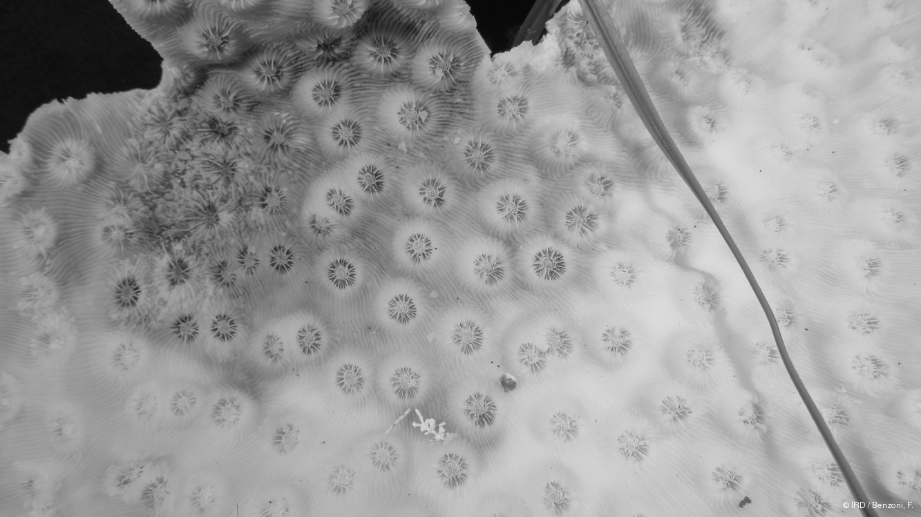 Echinopora mammiformis PFB192