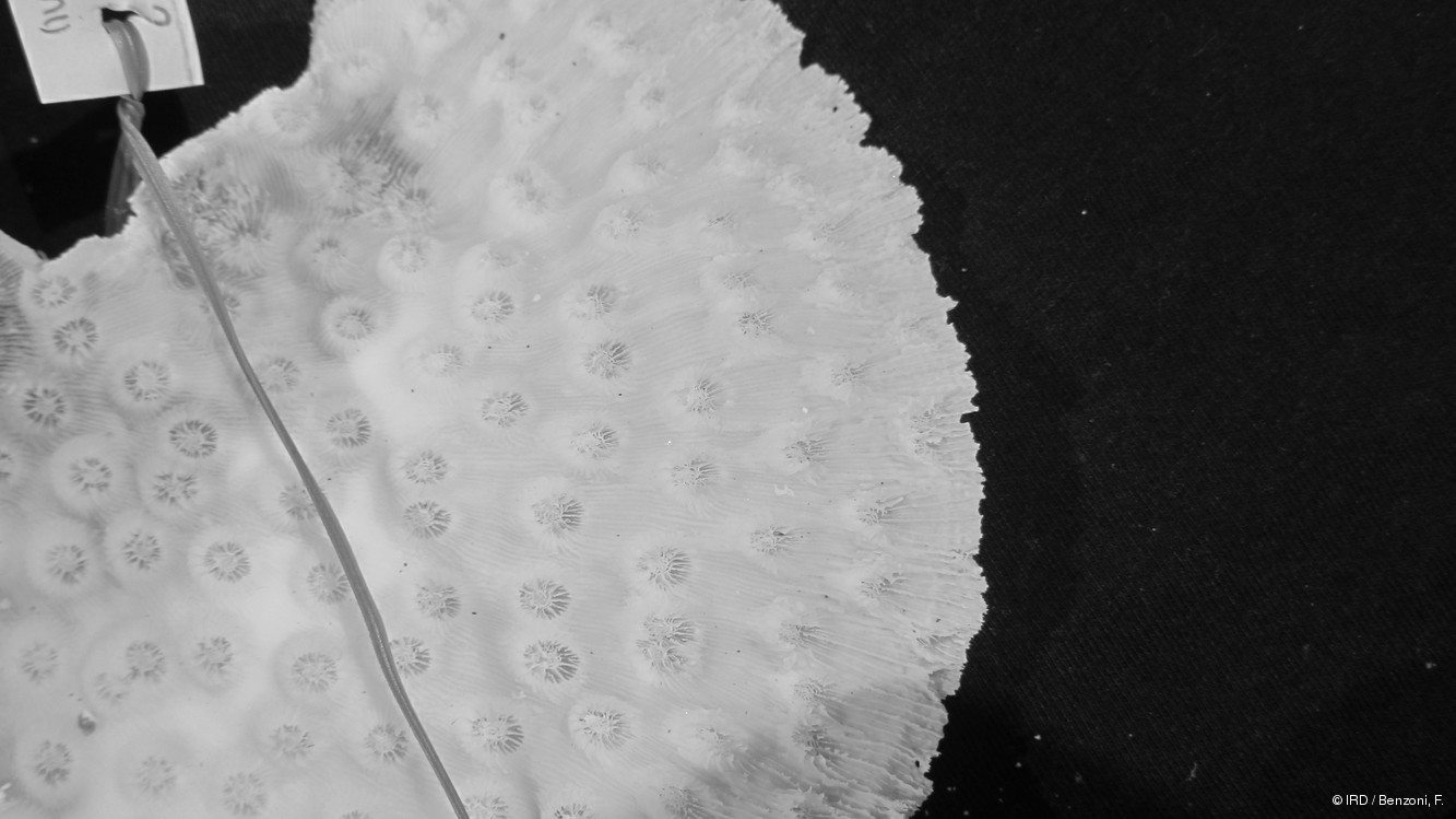 Echinopora mammiformis PFB192