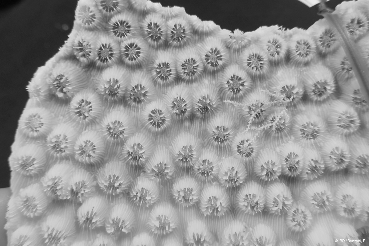 Echinopora mammiformis PFB205