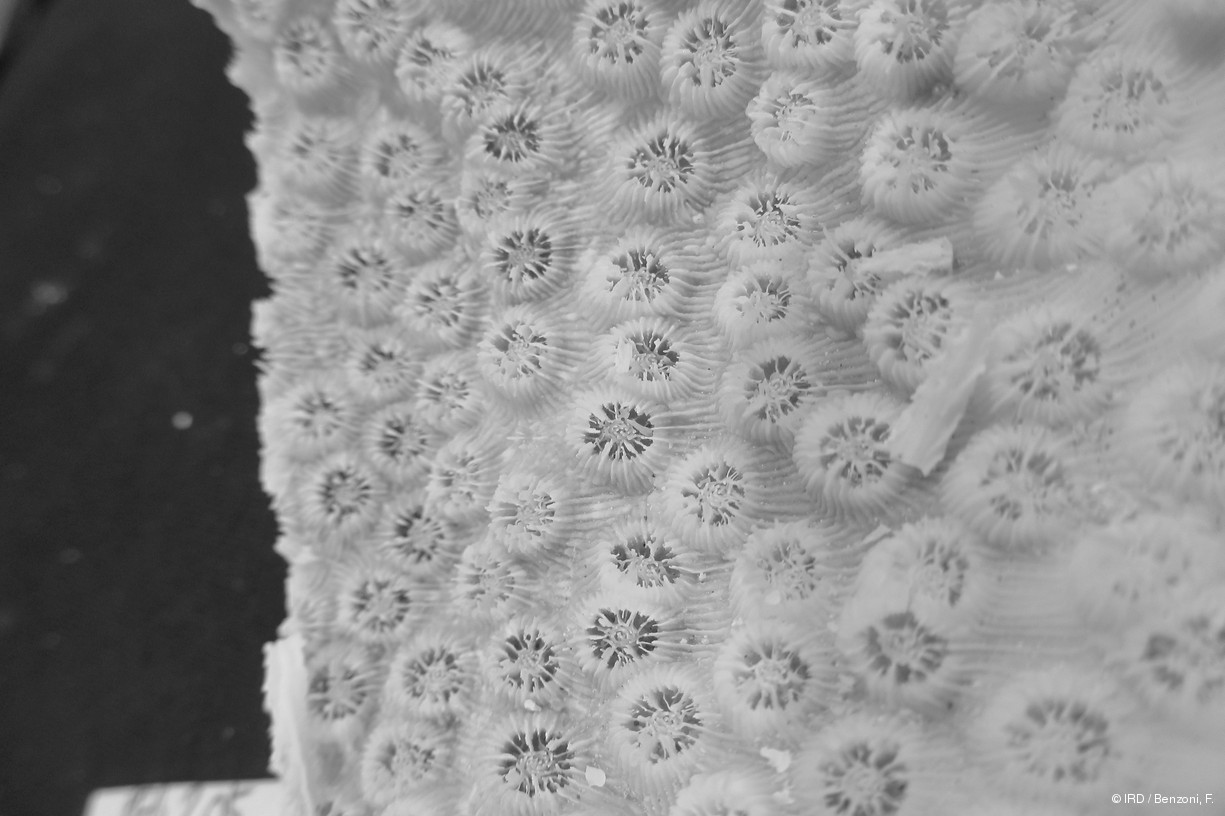 Echinopora mammiformis PFB205