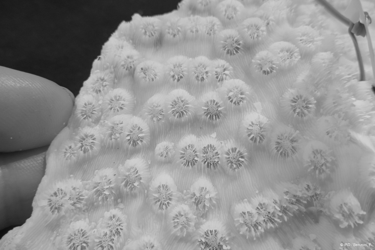 Echinopora mammiformis PFB206
