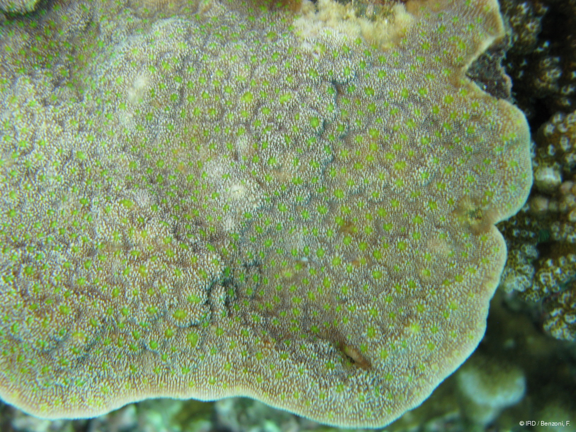 Echinopora sp. PFB216