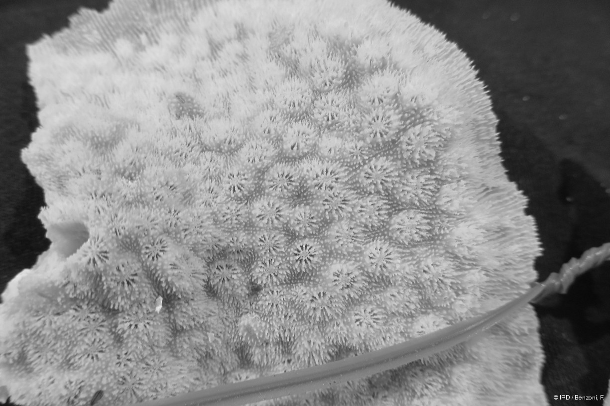 Echinopora sp. PFB216
