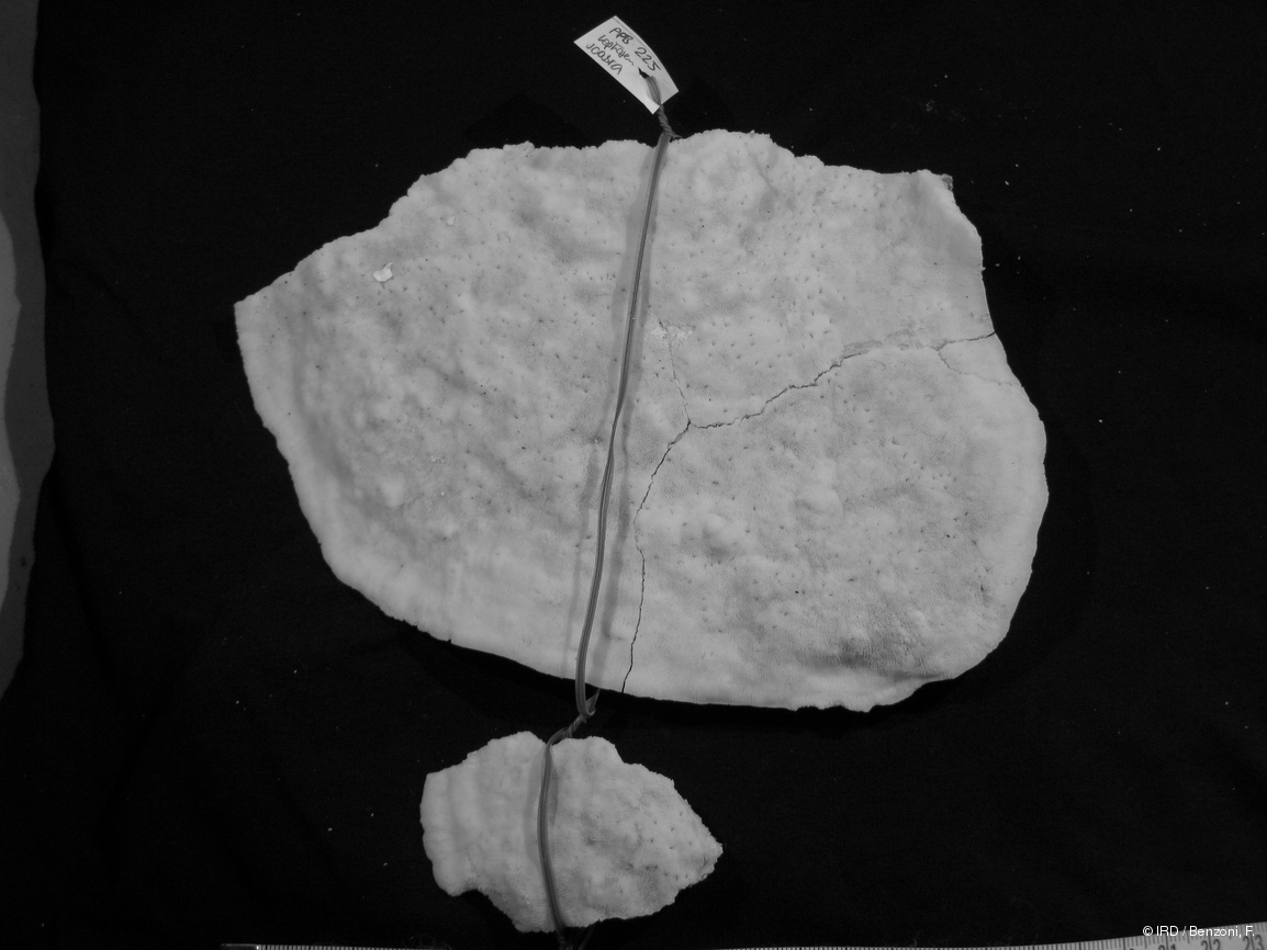 Leptoseris scabra PFB225