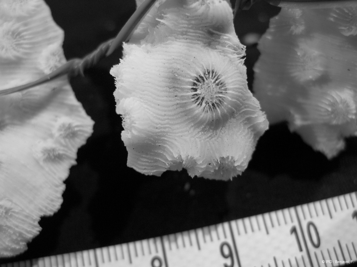 Echinopora mammiformis PFB243
