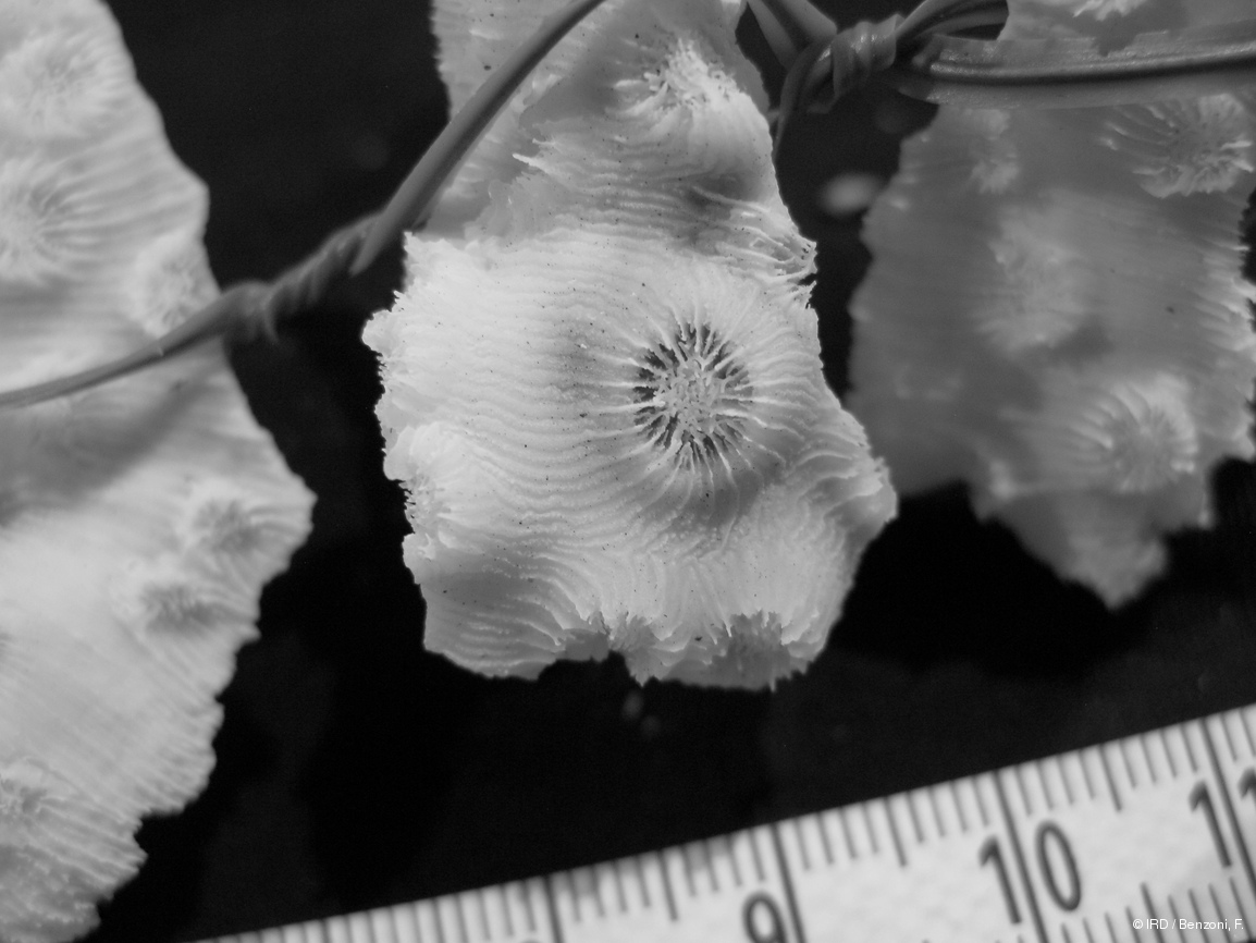 Echinopora mammiformis PFB243