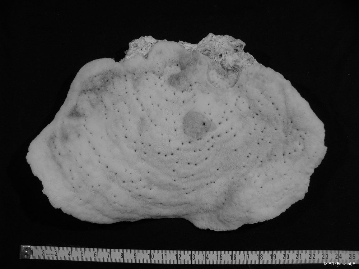 Craterastrea sp. PFB250
