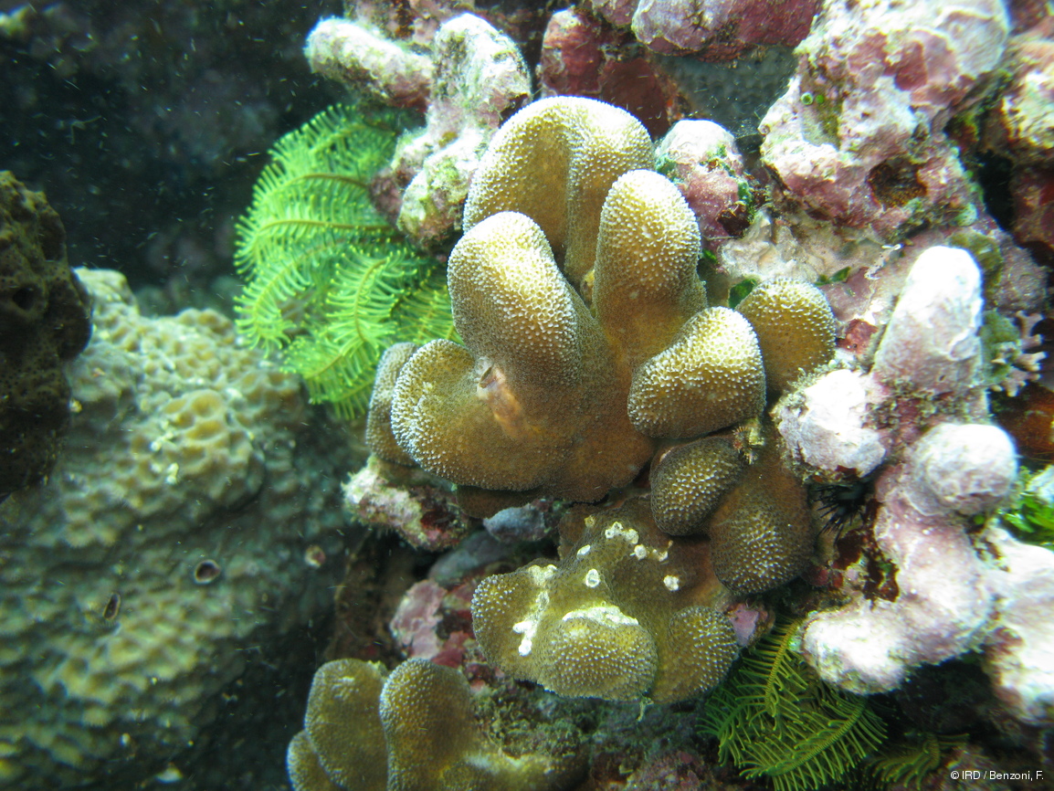 Stylophora sp. PFB251