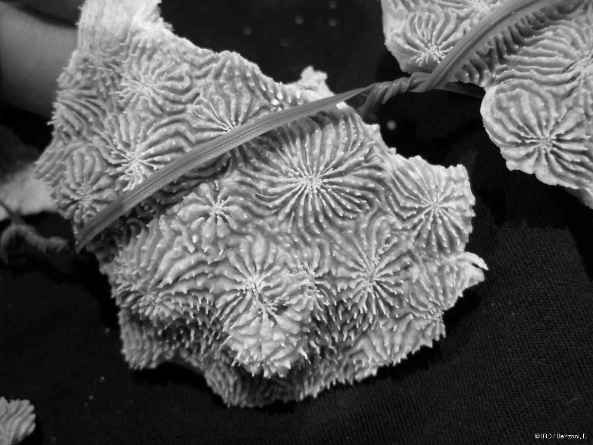 Acanthastrea rotundoflora PFB259