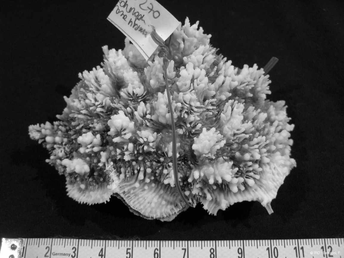 Echinophyllia sp. PFB270
