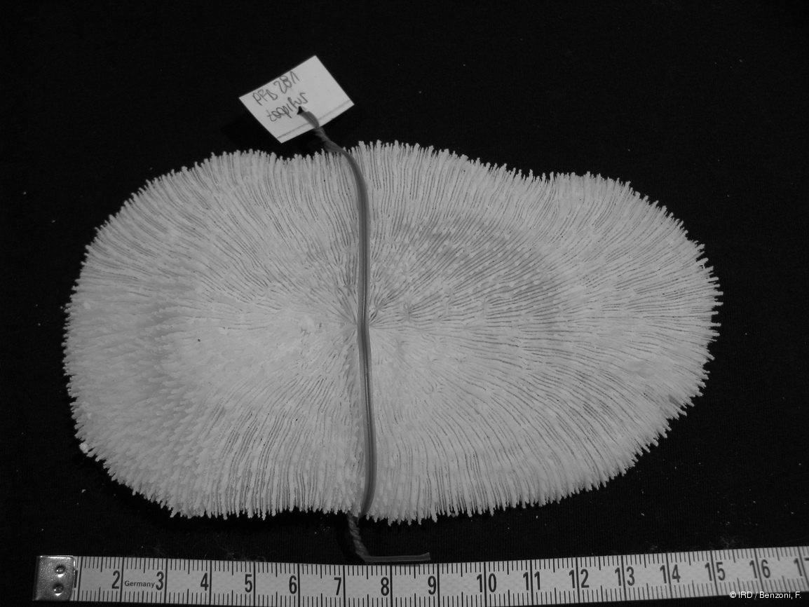 Zoopilus echinatus PFB281