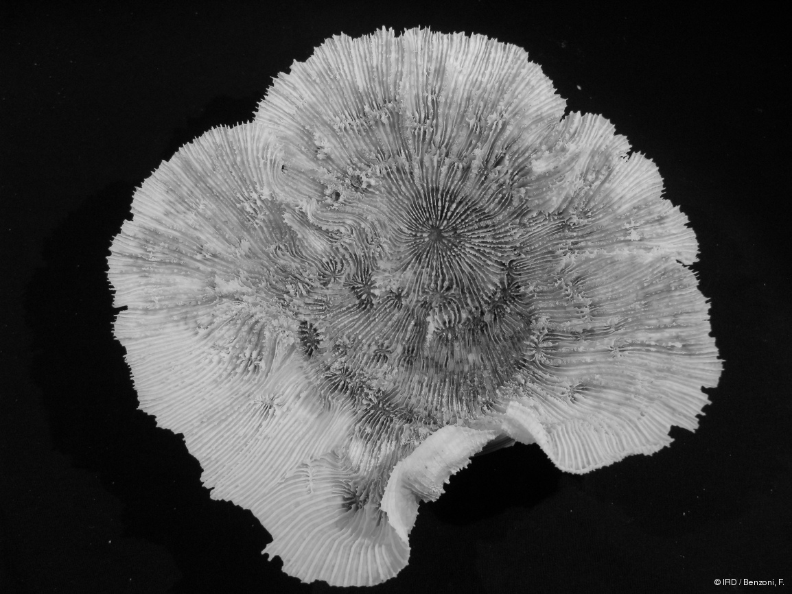 Echinophyllia sp. PFB303
