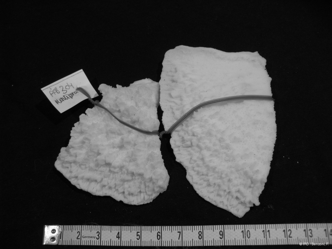 Montipora sp. PFB304