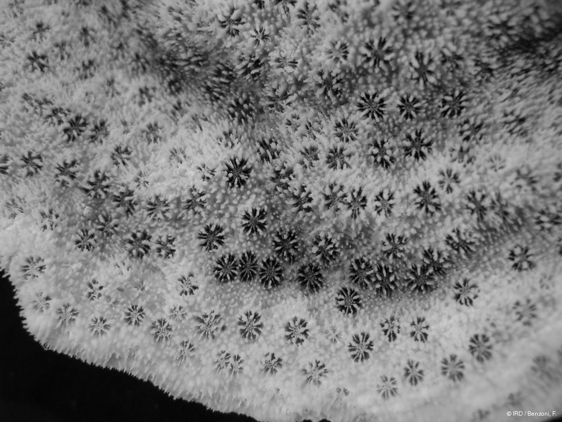 Echinopora sp. PFB328
