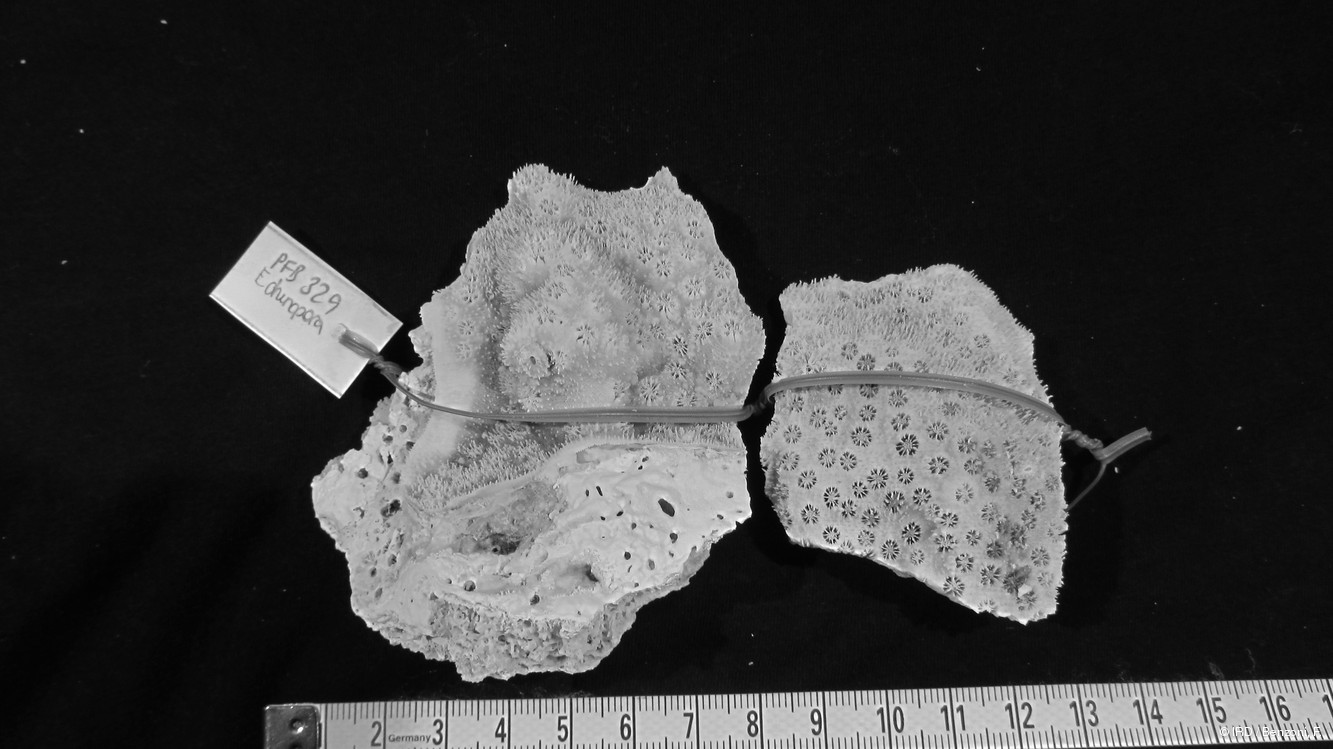 Echinopora sp. PFB329