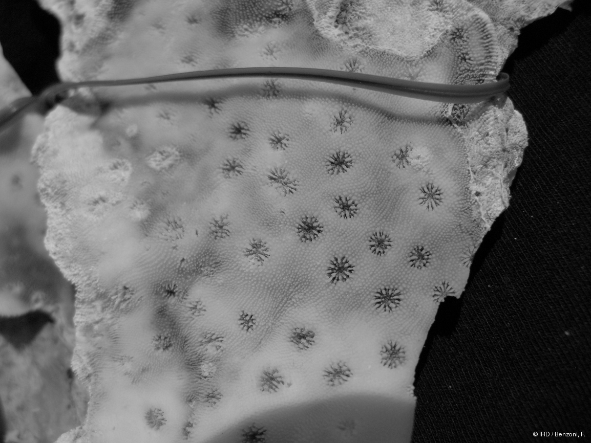 Echinopora taylorae PFB335