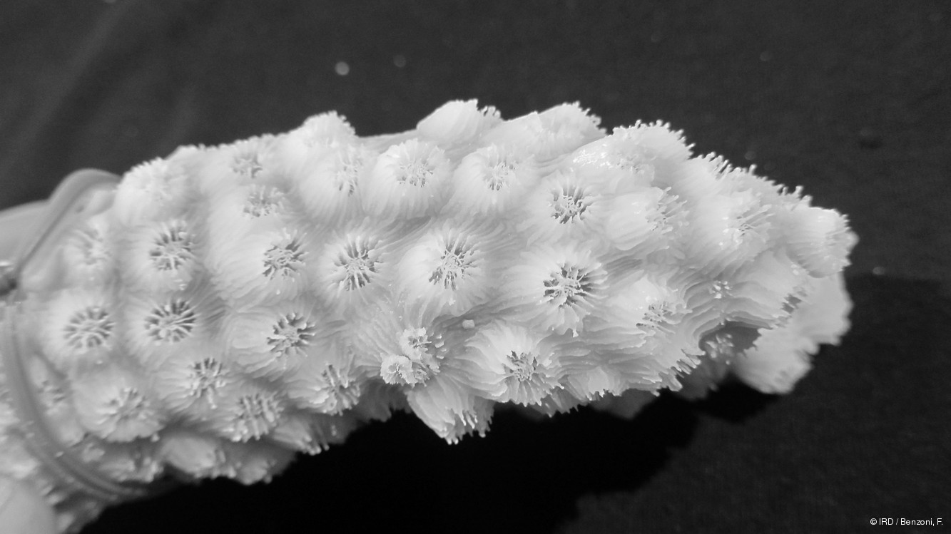 Echinopora mammiformis PFB340