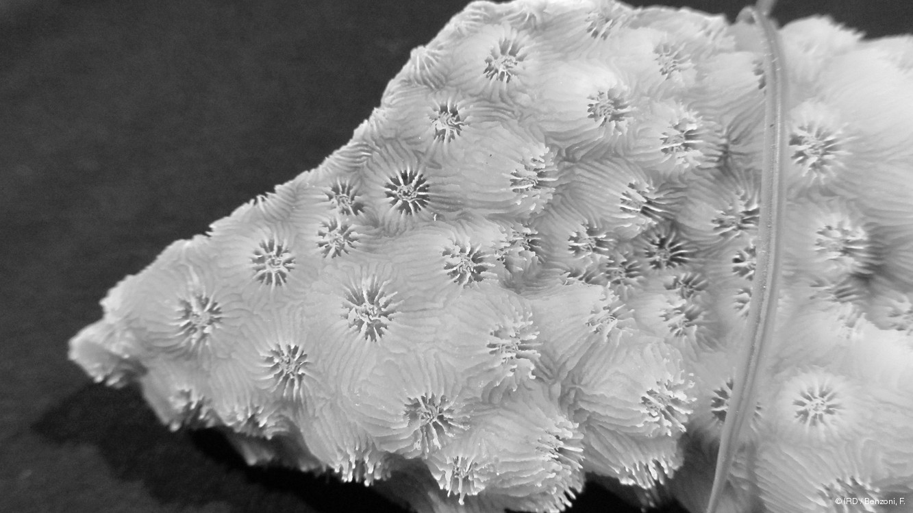 Echinopora mammiformis PFB340