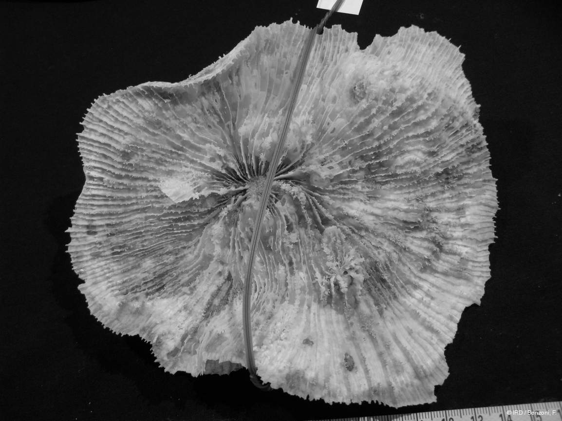 Echinophyllia sp. PFB366