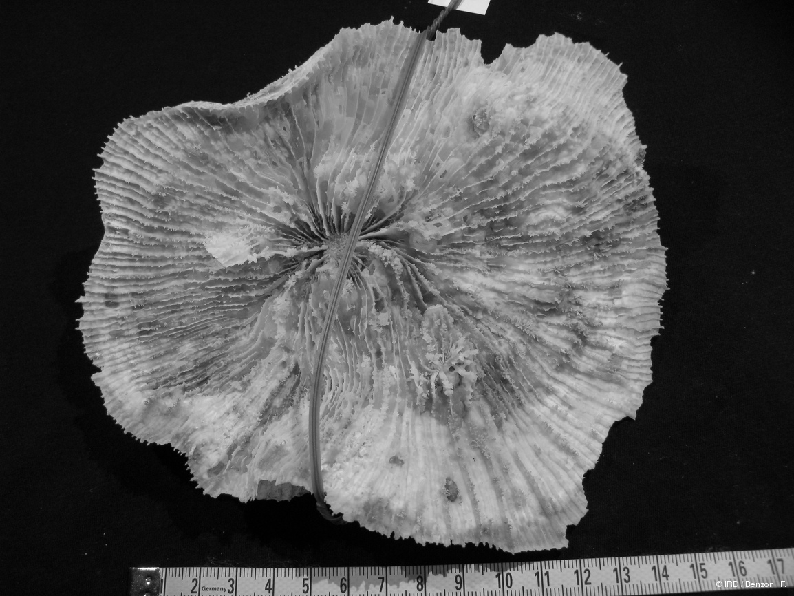 Echinophyllia sp. PFB366