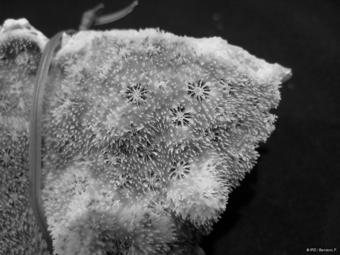Echinopora sp. PFB368