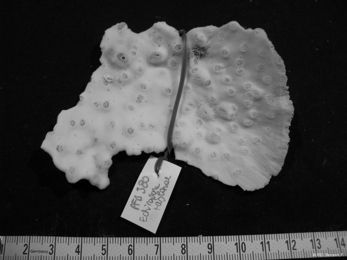 Echinophyllia taylorae PFB380