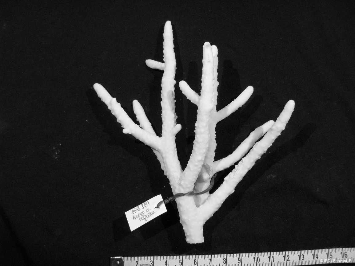 Isopora togianensis PFB381
