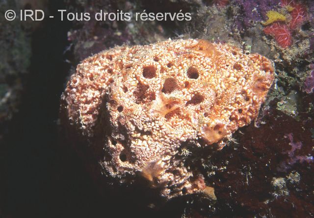 Indéterminé sp. SP1666