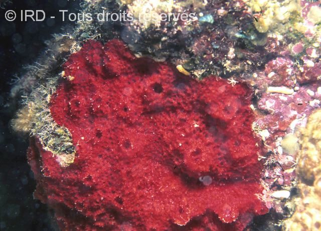 Indéterminé sp. SP1667