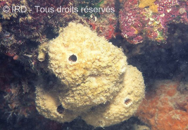 Indéterminé sp. SP1668