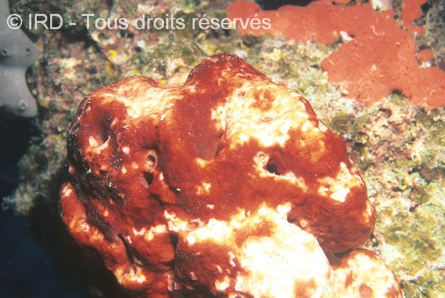 Indéterminé sp. SP1669