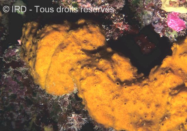 Indéterminé sp. SP1679