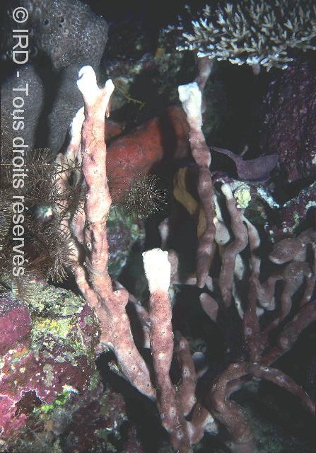 Indéterminé sp. SP1680