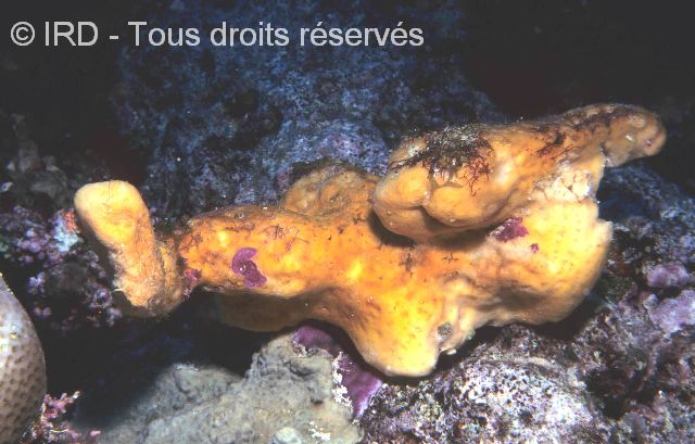 Indéterminé sp. SP1681