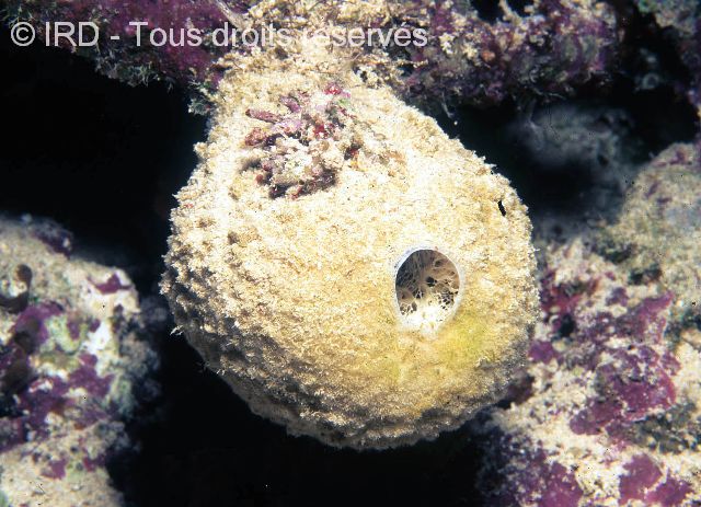 Indéterminé sp. SP1682