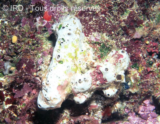 Indéterminé sp. SP1683