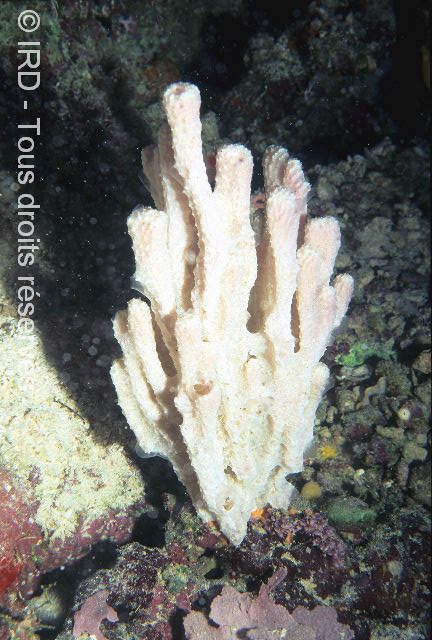 Indéterminé sp. SP1684