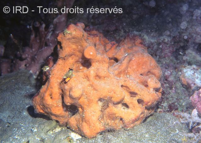 Indéterminé sp. SP1685