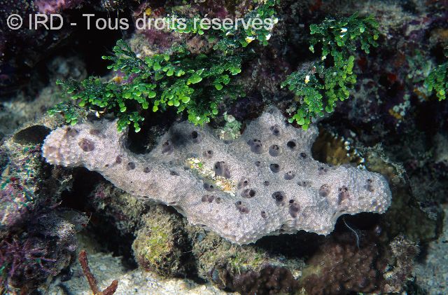 Indéterminé sp. SP1778